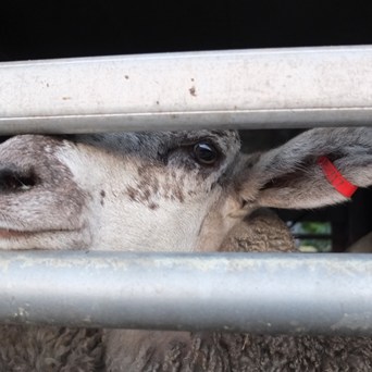 Parliament debate live animal exports