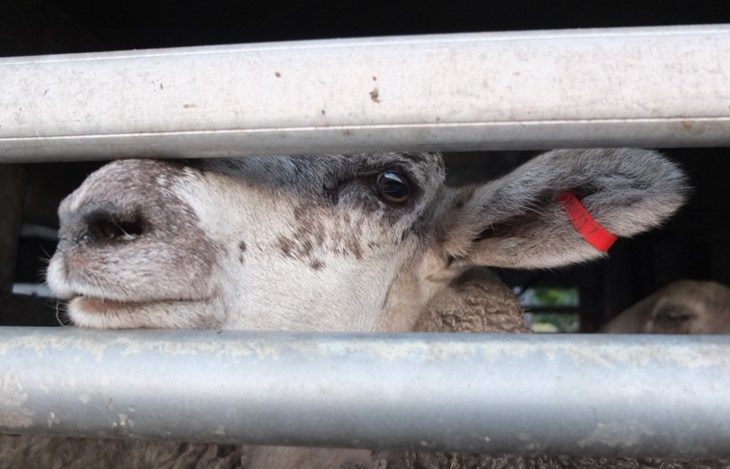 UK sheep to Germany trail 7.jpg