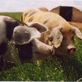 Co-op moves to 100% outdoor bred pork