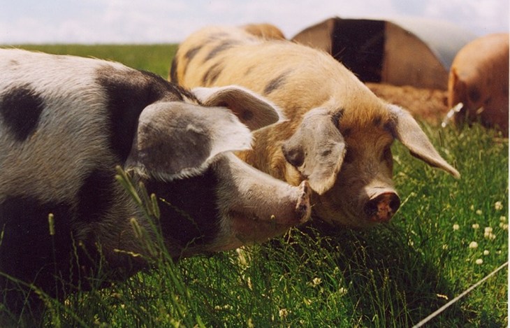 Pigs_outdoors_Coop_4047.jpg