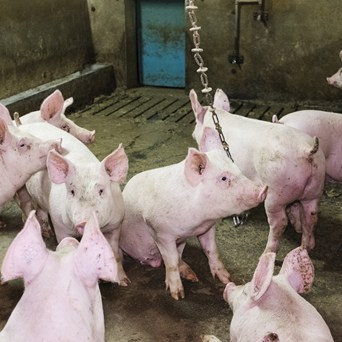 New investigation reveals the cruel reality for pigs reared for Parma Ham