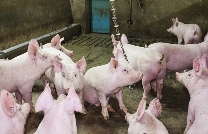weanedpigs05_breedingfarm03mn_investigationitalyham2017-18.jpg