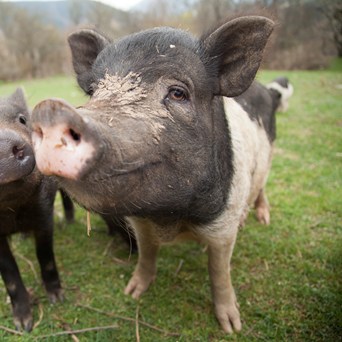 UK Government must follow suit after EU Commission announces historic commitment to ban cages for farmed animals
