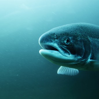 A First for Fish in EU guidelines