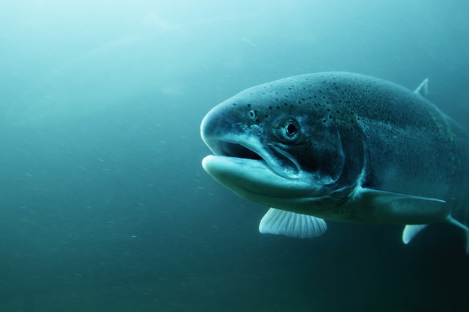 DD Ask - Our campaigns (fish)