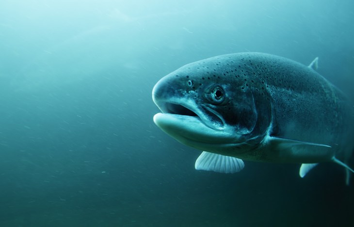 Steelhead trout underwater.jpg