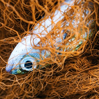 fish caught in orange net