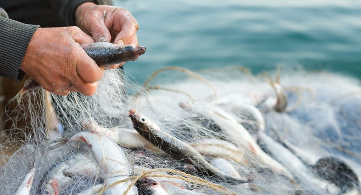 Caught fish.jpg
