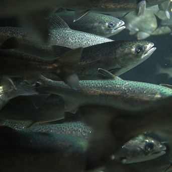 Salmon Farming Exposed