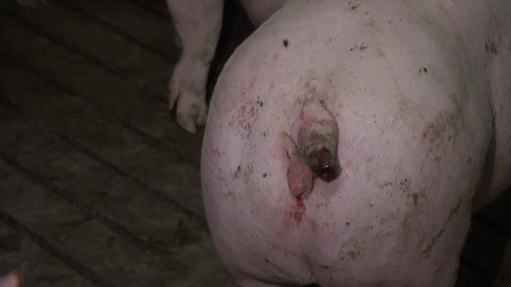 Docked pigs tail 1000x562.jpg