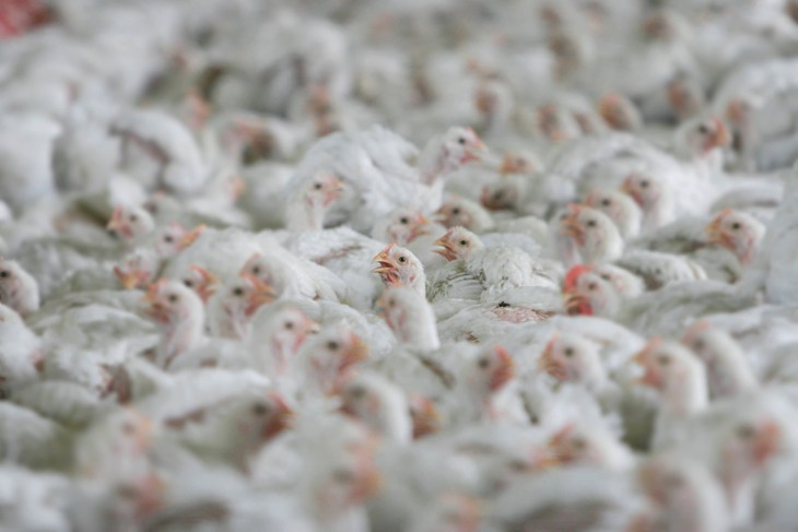 Crowded broiler chickens