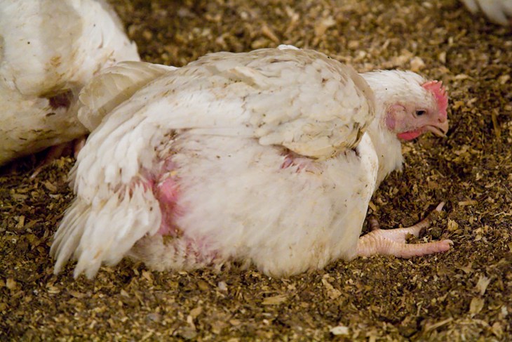 Lame broiler 1200x800.jpg