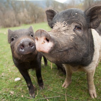 2. Pledge to help end factory farming