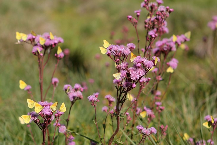 wild flowers with visiting butterflies