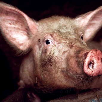 The unsavoury truth behind many meat and dairy labels