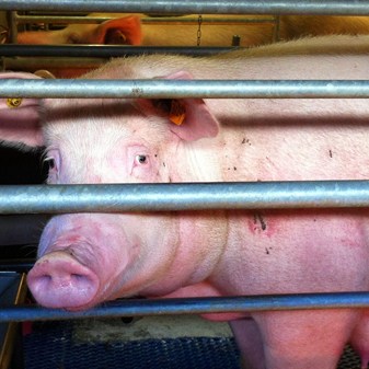 Why does factory farming still exist?