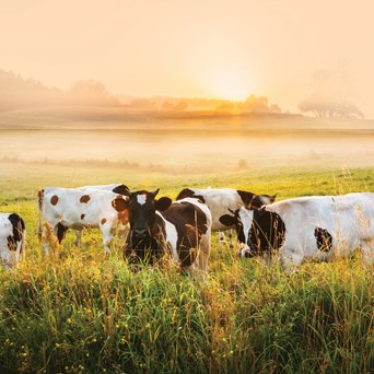 Major financial institutions must stop funding industrial livestock production to prevent future pandemics