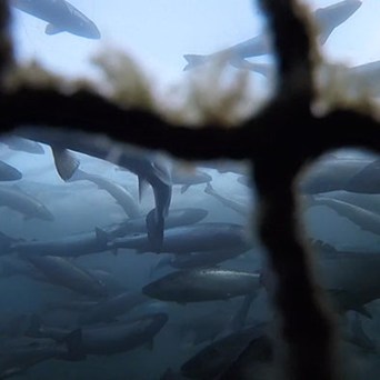 The secrets of Scottish salmon farming