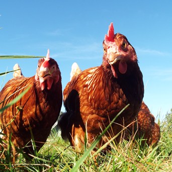 Parliament Debates Animal Sentience and Cages