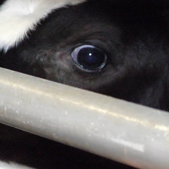 Young calf exports continue from Ramsgate port