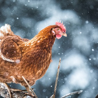 8 ways to have a compassionate Christmas feast