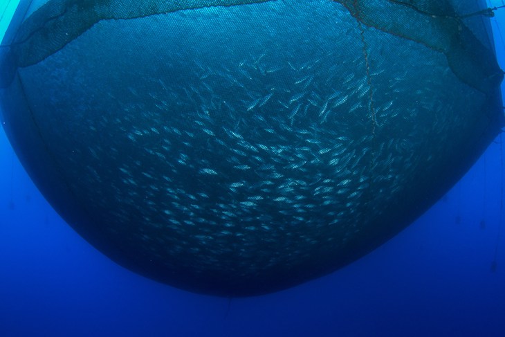 fish farm net from below 2500x1667.jpg