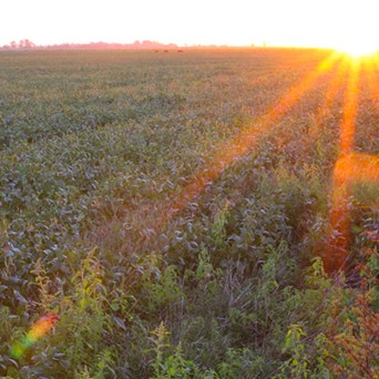 Commission fails to highlight link between factory farming and demand for soya