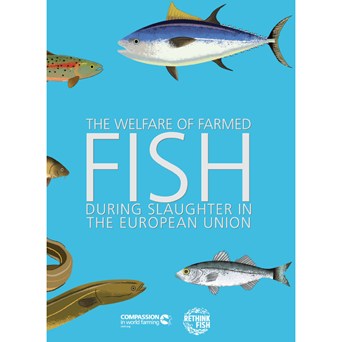 The Welfare of Farmed Fish During Slaughter in the EU