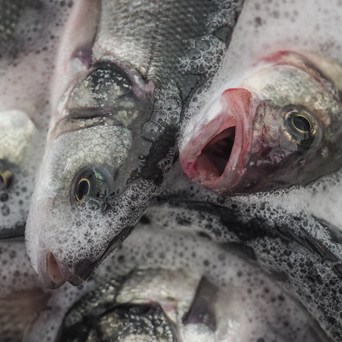 New study shows huge increase in global farmed fish numbers