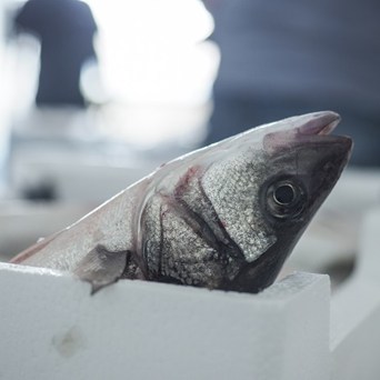 Countryfile exposes extreme fish suffering