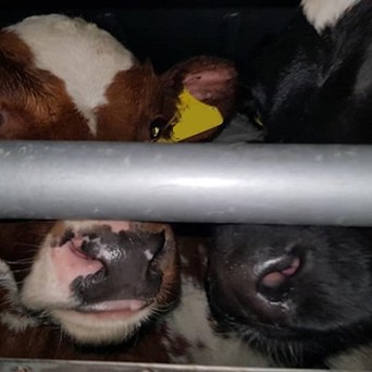 Tirelessly Campaigning to Ban Live Exports
