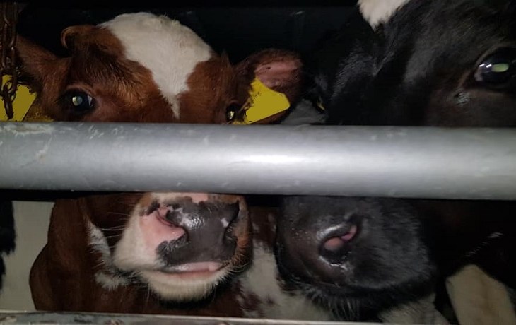 ramsgate calf - kent animal save 3_small.jpg