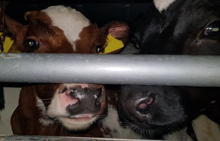 ramsgate calf - kent animal save 3_small.jpg