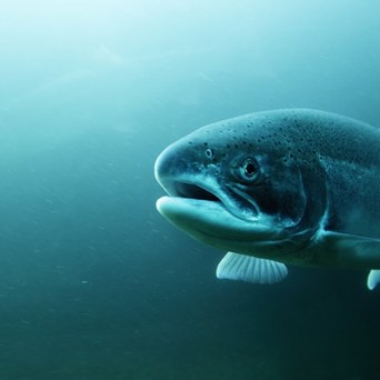 UK citizens say fish welfare matters