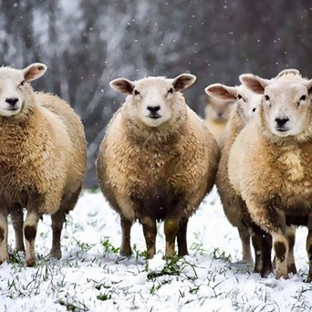 Top tips for a compassionate festive feast 🎄