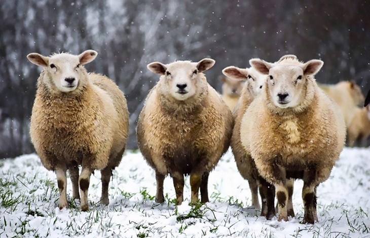 Three sheep_iStock-1005040392.jpg
