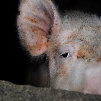 Pigs are being buried alive in China