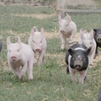 A Historic Day For Farm Animals