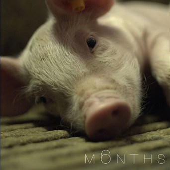 Online premiere of award-winning film M6NTHS