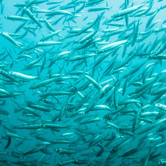 #RethinkFish Goes to the European Parliament