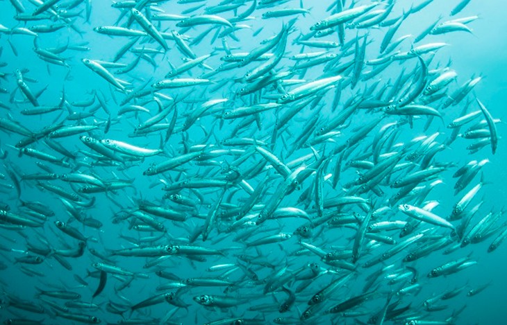 Small fish-iStock_67836985_.jpg