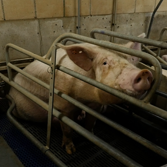 Dr Jane Goodall among over 140 scientists calling on EU to end cages in farming