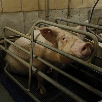 Scientists back call to End the Cage Age