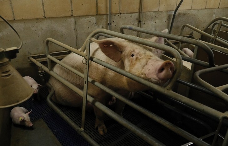 Sow in a farrowing crate
