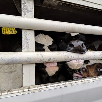Trucking Hell: Undercover investigation exposes horrific suffering of animals