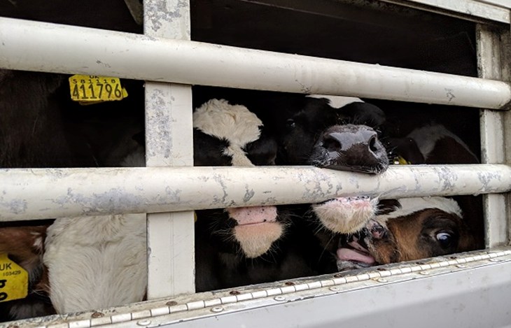71335_Ramsgate 22_03_19 _© Compassion in World Farming.jpg