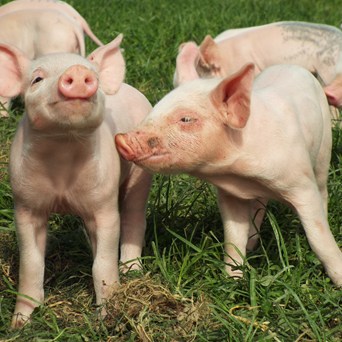 End the Cage Age petition reaches 100,000 signatures