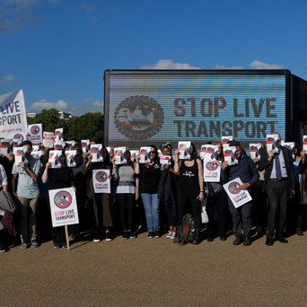 Campaigners join Compassion in World Farming in  global effort to end ‘Trucking Hell’ for farm animals