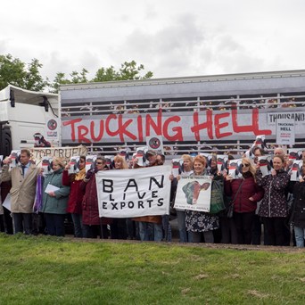 Trucking Hell: Ramsgate residents support global campaign to Stop Live Transport