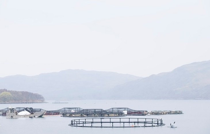Scottish Salmon Farm_iStock-1143244997.jpg
